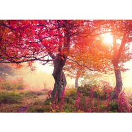 Fotobehang poster 0242 boom bomen rood natuur bos herfst