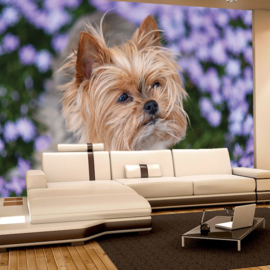 Fotobehang poster 4504 dieren hond yorkshire terrier bloemen