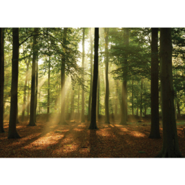 Fotobehang poster 3287 bomen bos zonnestralen herfst natuur
