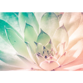 Fotobehang poster 2146 bloemen waterlelie