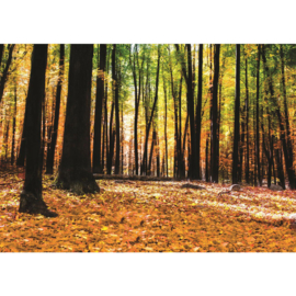 Fotobehang poster 3007 bomen bos herfst