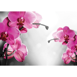 Fotobehang poster 1802 bloemen orchidee paars roze