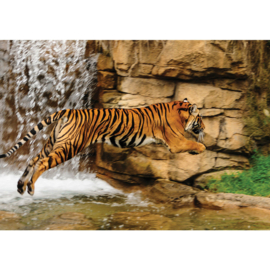 Fotobehang poster 1721 tijger waterval dier strepen