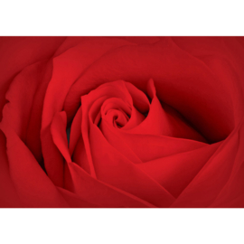 Fotobehangnposter 2184 bloemen rozen rood bloem