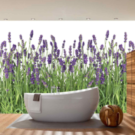 Fotobehang poster 0612 lavendel planten paars groen