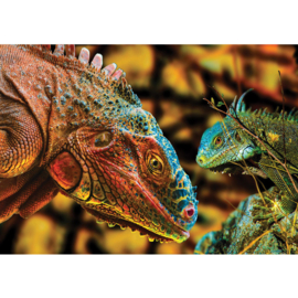 Fotobehang poster 3364 dieren leguaan reptiel