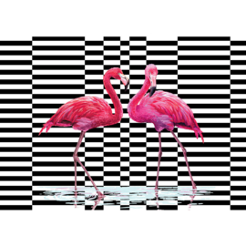 Fotobehang poster 4349 dieren flamingo roze zwart wit