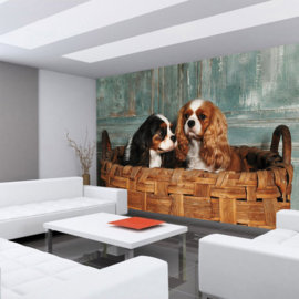Fotobehang poster 4502 dieren hond cocker spaniel puppy