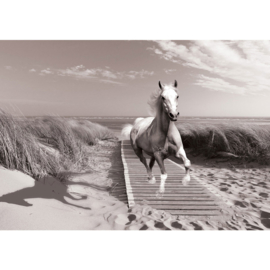 Fotobehang poster 2037 dieren paarden strand steiger zee duinen