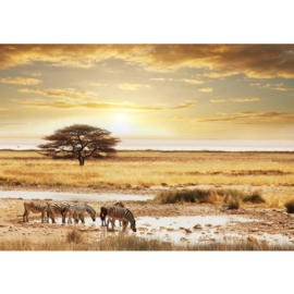 Fotobehang poster 0236 natuur dieren zebra safari