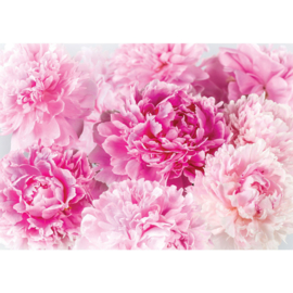 Fotobehang poster 2259 bloemen roze