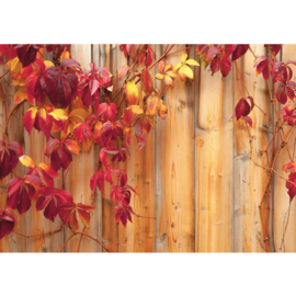Fotobehang poster 0532 hout bladeren herfst planten