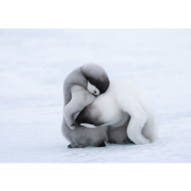 Fotobehang poster 1378 dieren baby pinguin
