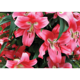 Fotobehang poster 2048 bloemen kelk tropisch roze