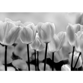 Fotobehang poster 1878 bloemen wit tulpen