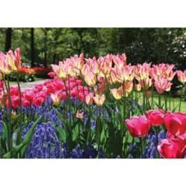 Fotobehang poster 2047 bloemen bollenvelden tulpen