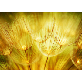 Fotobehang poster 0073 bloemen paardenbloem paardebloem geel