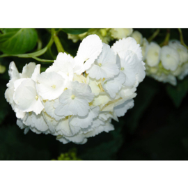 Fotobehang poster 1697 bloemen wit natuur planten