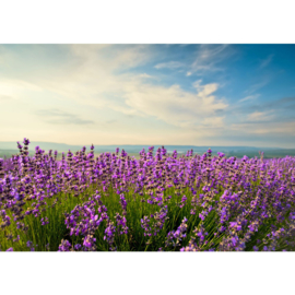 Fotobehang poster 0205 bloemen heide bloemen paars lila lucht wolken