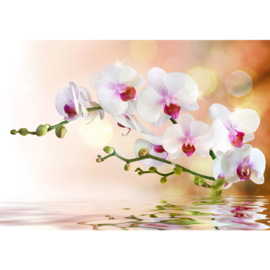 Fotobehang poster 0200 bloemen orchidee roze