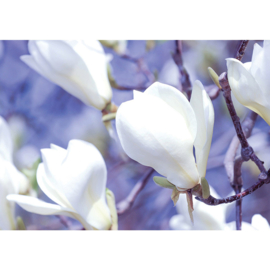 Fotobehang poster 2883 bloemen magnolia wit