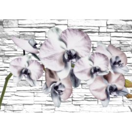 Fotobehang poster 1213 bloemen orchidee wit stenen muur