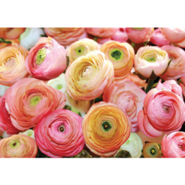 Fotobehang poster 0678 rozen roze bloemen