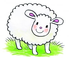 NW sweet collection baby 5040b schaap
