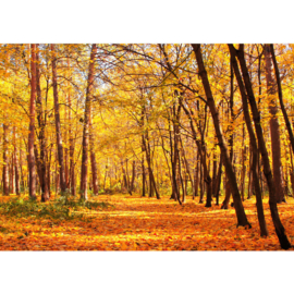Fotobehang 0084 bos bomen natuur herfst bladeren geel oranje
