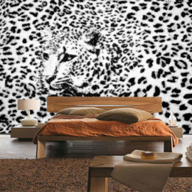 Fotobehang poster 2264 dieren tijgerprint zwart wit luipaard roofdier