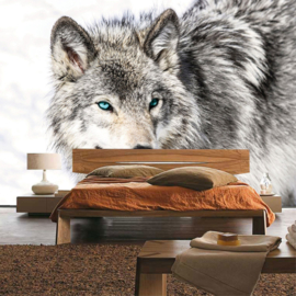 Fotobehang poster 1518 dieren hond husky blauwe ogen