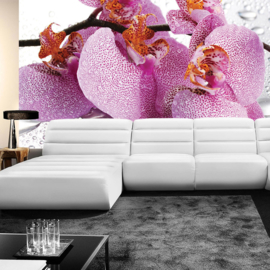 Fotobehang poster 0526 bloemen planten orchidee roze