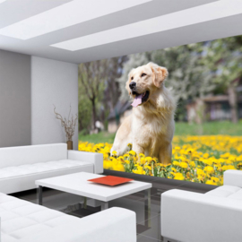 Fotobehang poster 4500 dieren hond golden retriever
