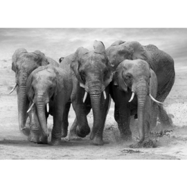 Fotobehang poster 4578 dieren olifanten big five safari