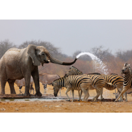 Fotobehang 1293 africa dieren olifant zebra