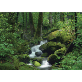 Fotobehang poster 0446 bos groen bomen water waterval rotsen planten