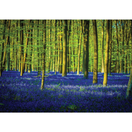 Fotobehang poster 2255 bomen planten blauw groen bos