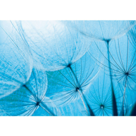 Fottobehang poster 1075 bloemen paardenbloem blauw