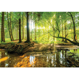 Fotobehang poster 3355 bos bomen natuur