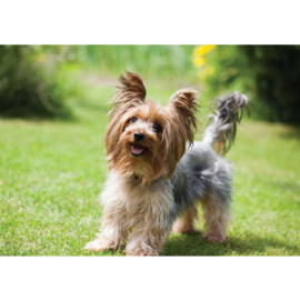 Fotobehang poster 4496 dieren hond yorkshire terrier