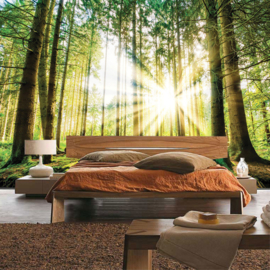 Fotobehang poster 3256 bomen bos groen zon