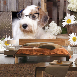 Fotobehang poster 3308 dieren hond bril boek