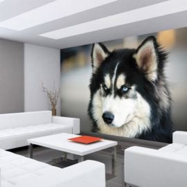 Fotobehang poster 1422 dieren hond husky zwart wit blauwe ogen