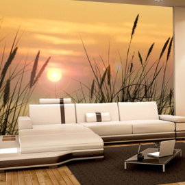Fotobehang poster 0206 zonsopgang riet stengels gras