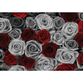 Fotobehang poster 2409 bloemen rozen rood wit