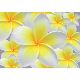 Fotobehang poster 0274 bloemen orchidee geel