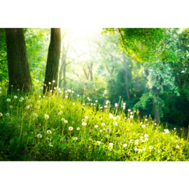 Fotobehang poster 0030 bomen bos paardenbloem gras natuur