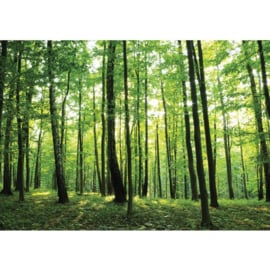 Fotobehang 528 bomen bos 200 x 140