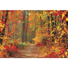 Fotobehang 994 herfst bos 300 x 210