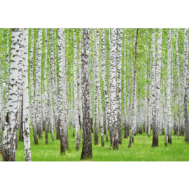 Fotobehang poster 0433 berken bos bomen natuur groen